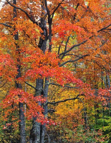 New Hampshire Maple trees in Belknap Mountains